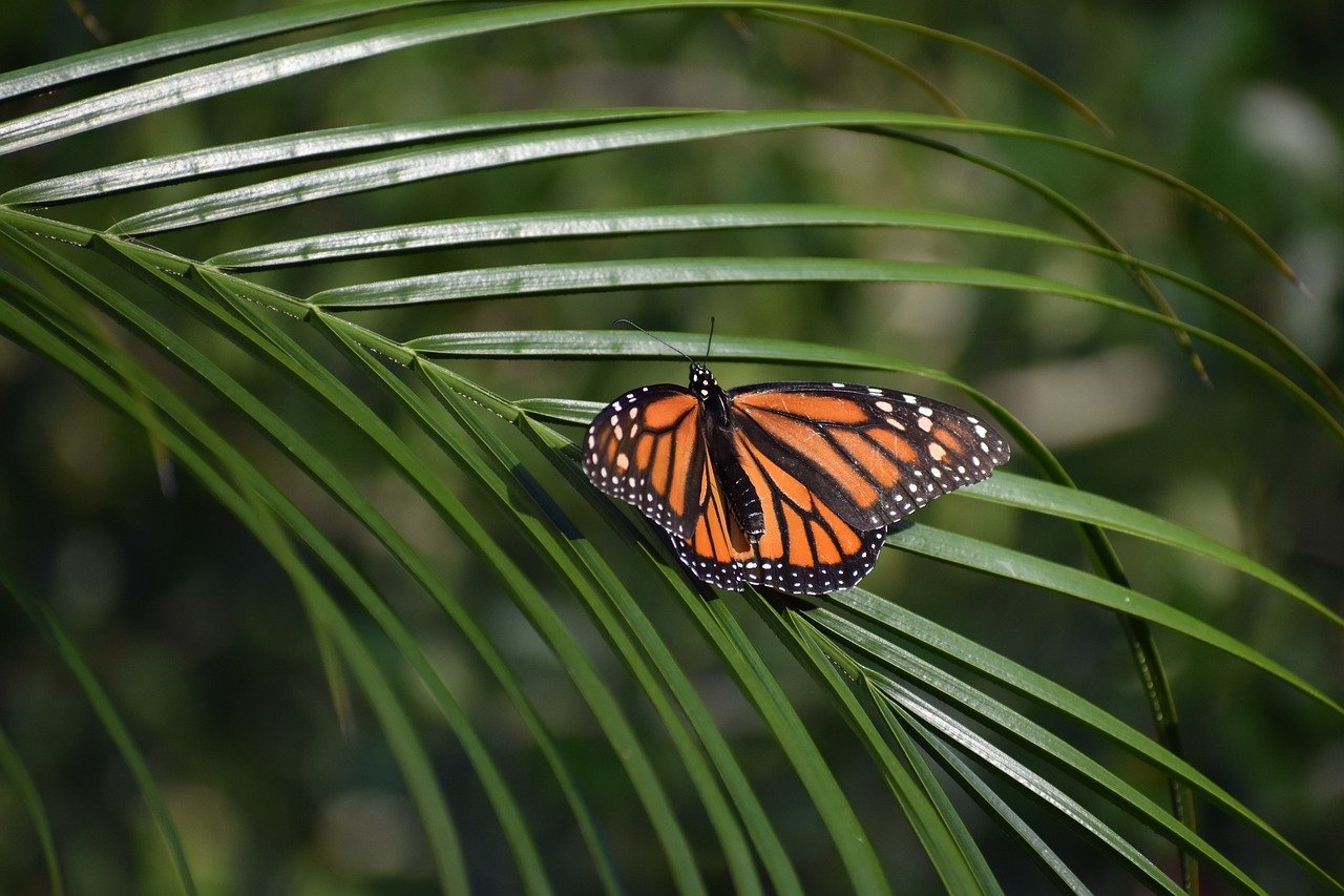 How to Create a DIY Wildlife Refuge in Your Backyard